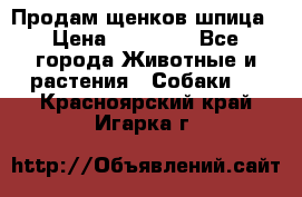 Продам щенков шпица › Цена ­ 20 000 - Все города Животные и растения » Собаки   . Красноярский край,Игарка г.